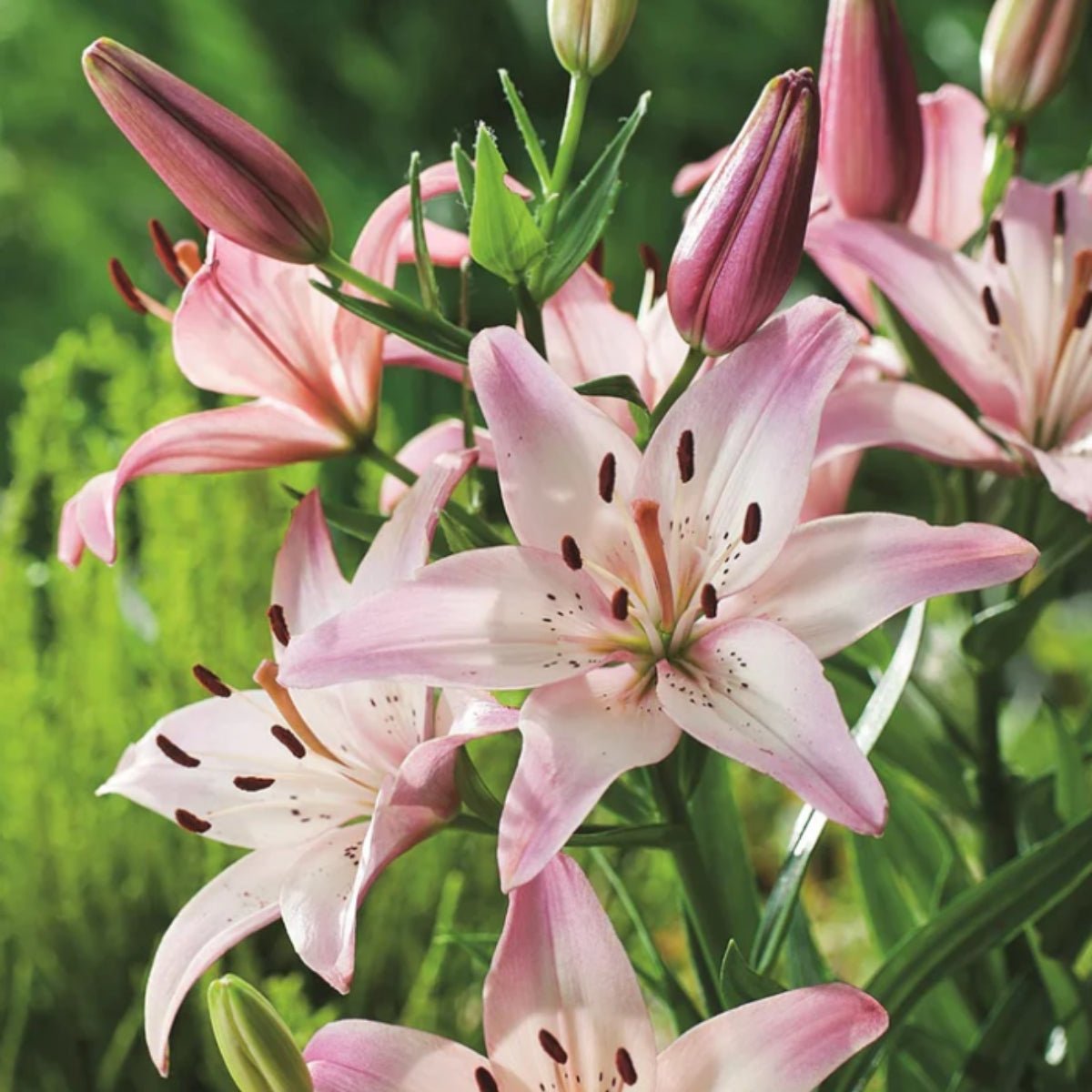 Liliums - Asiatic Lily - Oldboy&