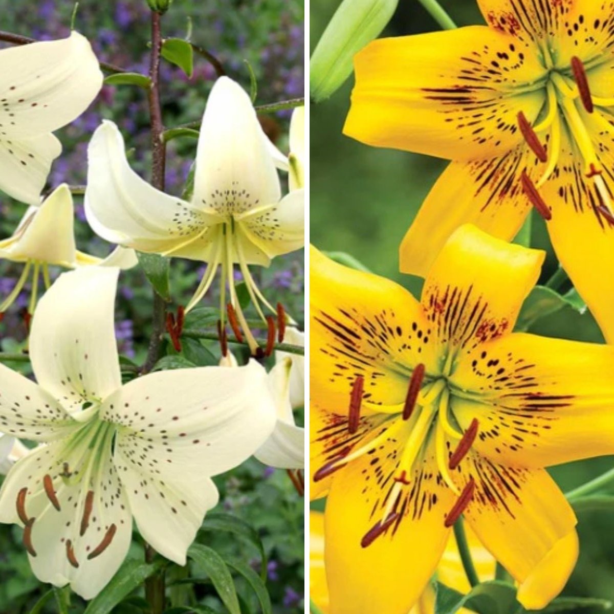 Liliums - Tiger Hybrids - Oldboy&