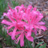 Nerines - Amaryllidaceae - Oldboy&