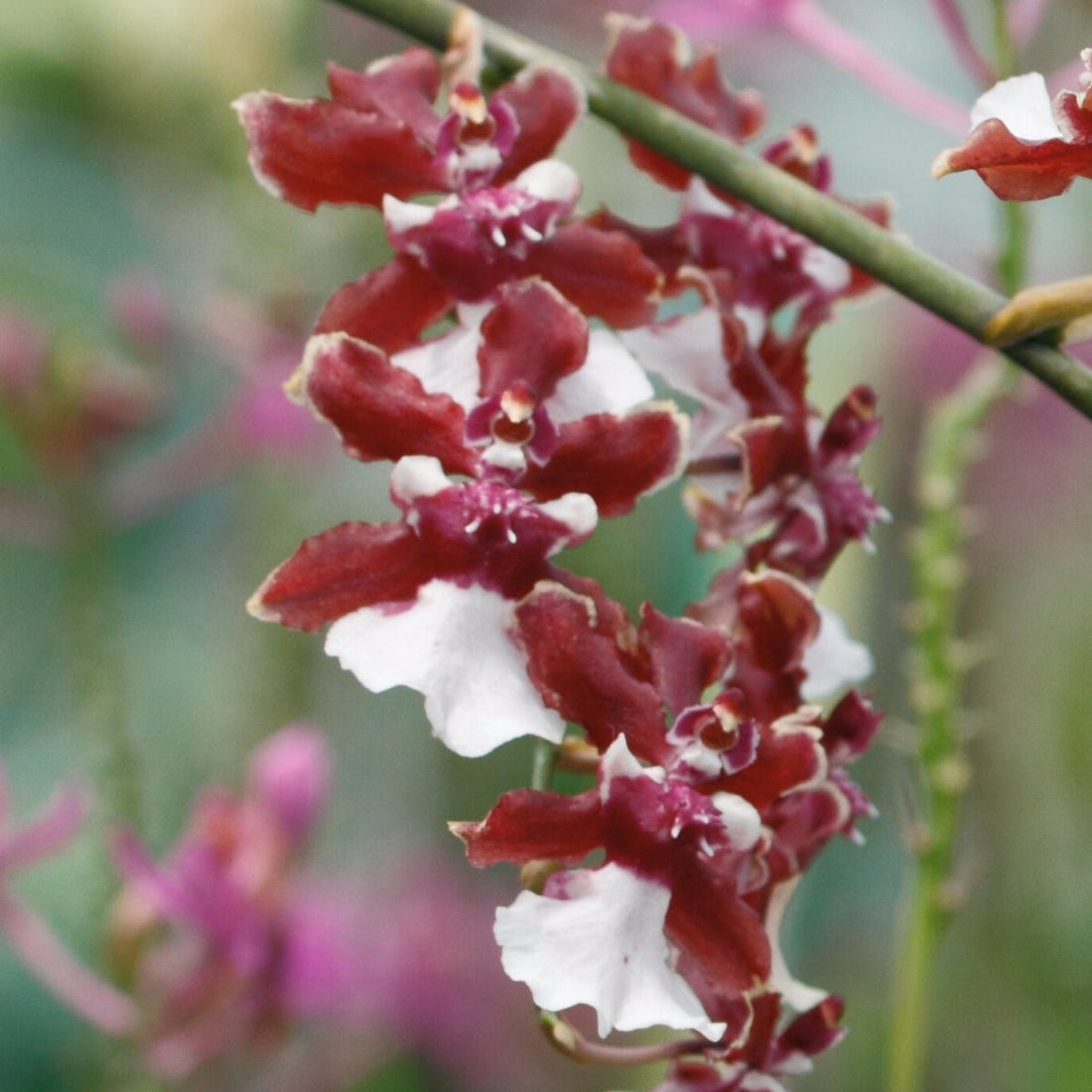 Oncidium Orchid – Fragrant and Elegant Blooms | Oncidium spp. - Oldboy&