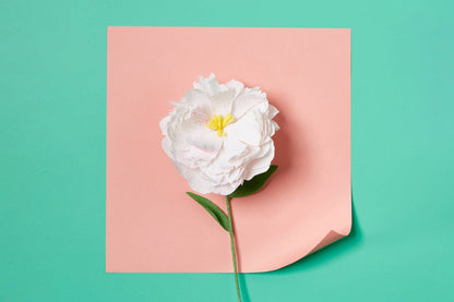 Paper Flower Making Kit | Create Beautiful, Long - Lasting Paper Blooms - Oldboy&