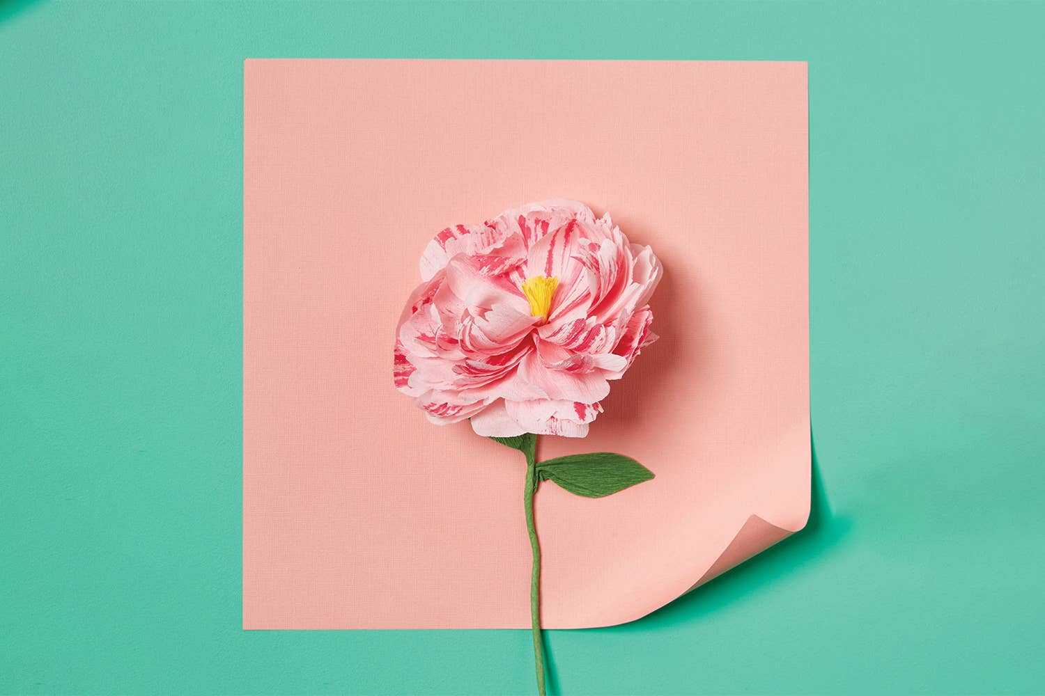 Paper Flower Making Kit | Create Beautiful, Long - Lasting Paper Blooms - Oldboy&