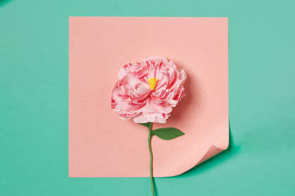 Paper Flower Making Kit | Create Beautiful, Long - Lasting Paper Blooms - Oldboy&