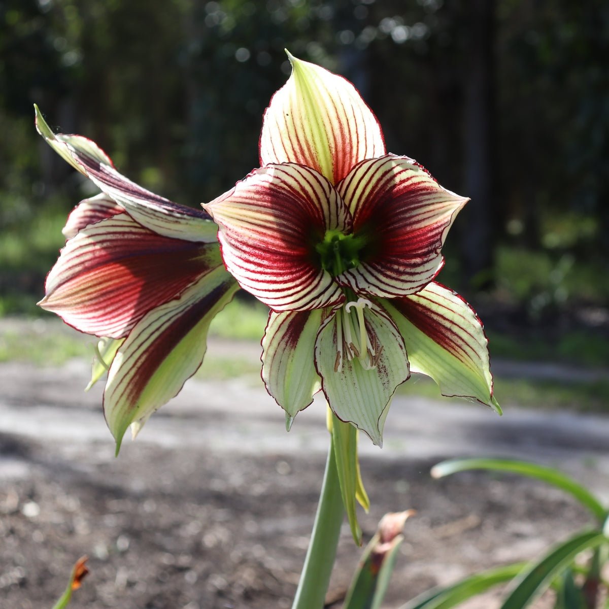 Papilio - Hippeastrums | Amaryllis | Hippeastrum x hybridum – Oldboy's ...