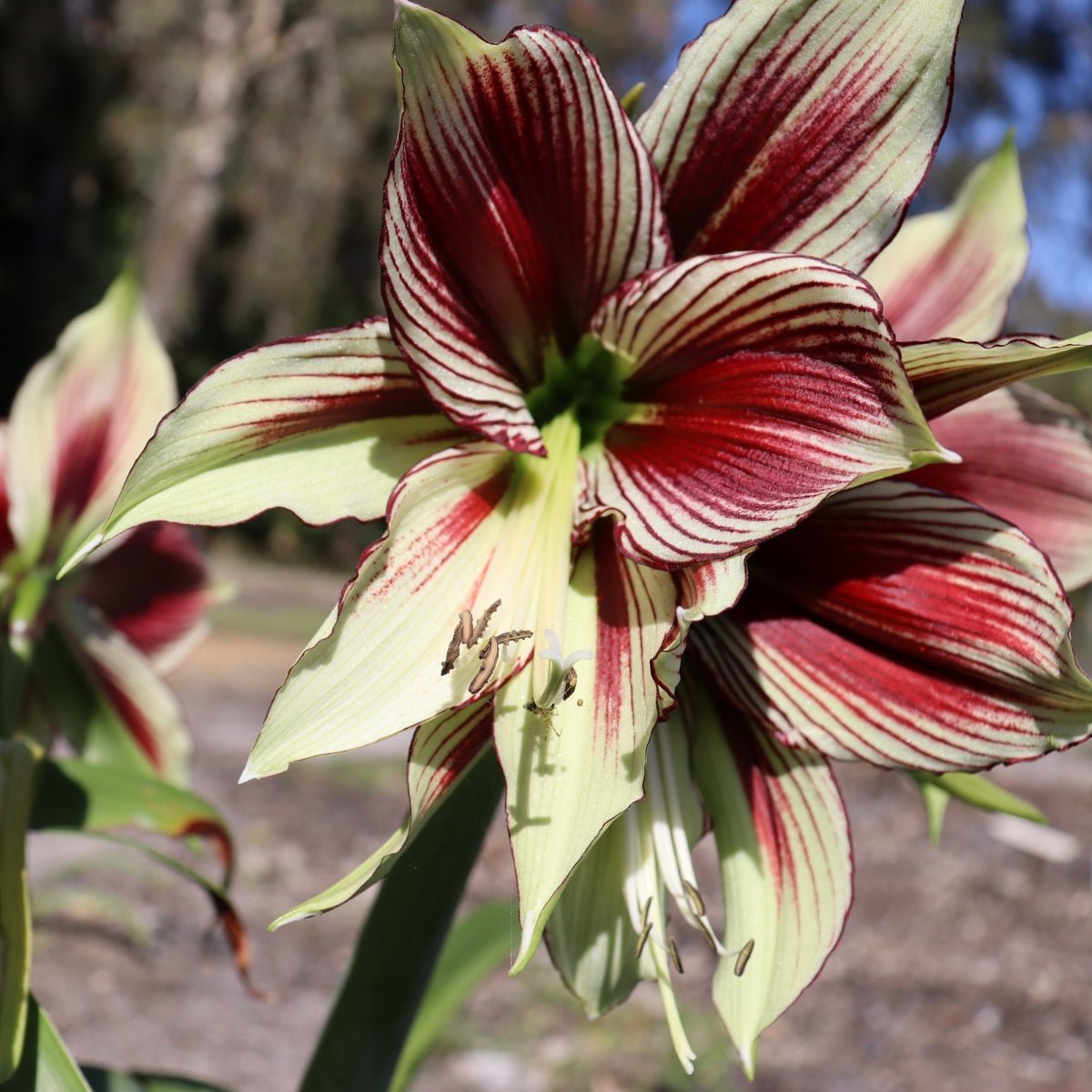 Papilio - Hippeastrums | Amaryllis | Hippeastrum x hybridum – Oldboy's ...