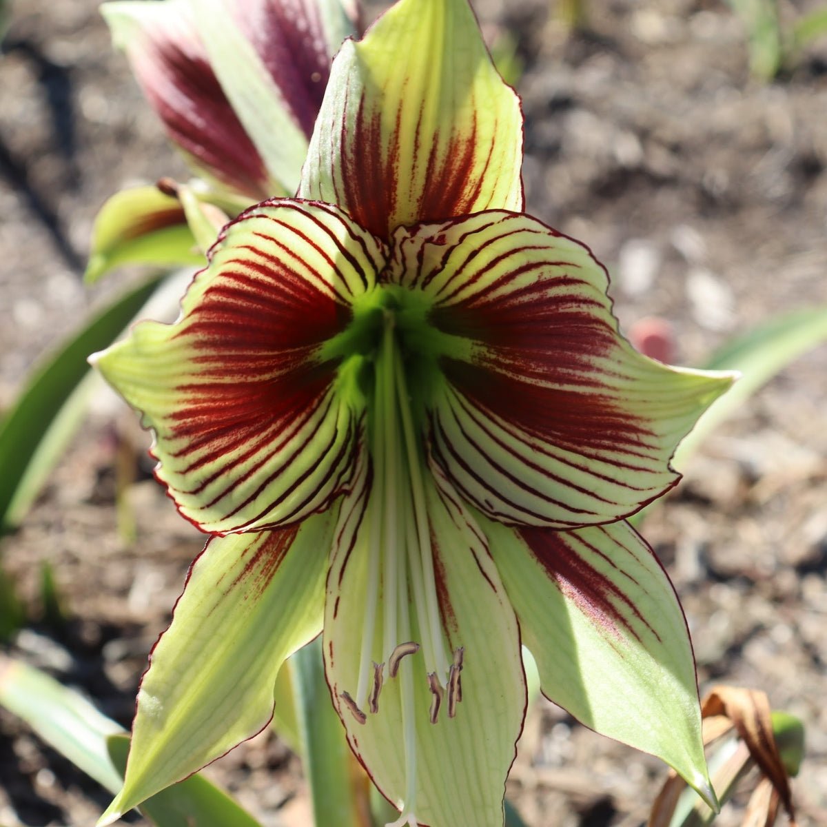 Papilio - Hippeastrums | Amaryllis | Hippeastrum x hybridum – Oldboy's ...