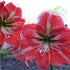 Party Crasher - Hippeastrums | Amaryllis | Hippeastrum x hybridum - Oldboy&