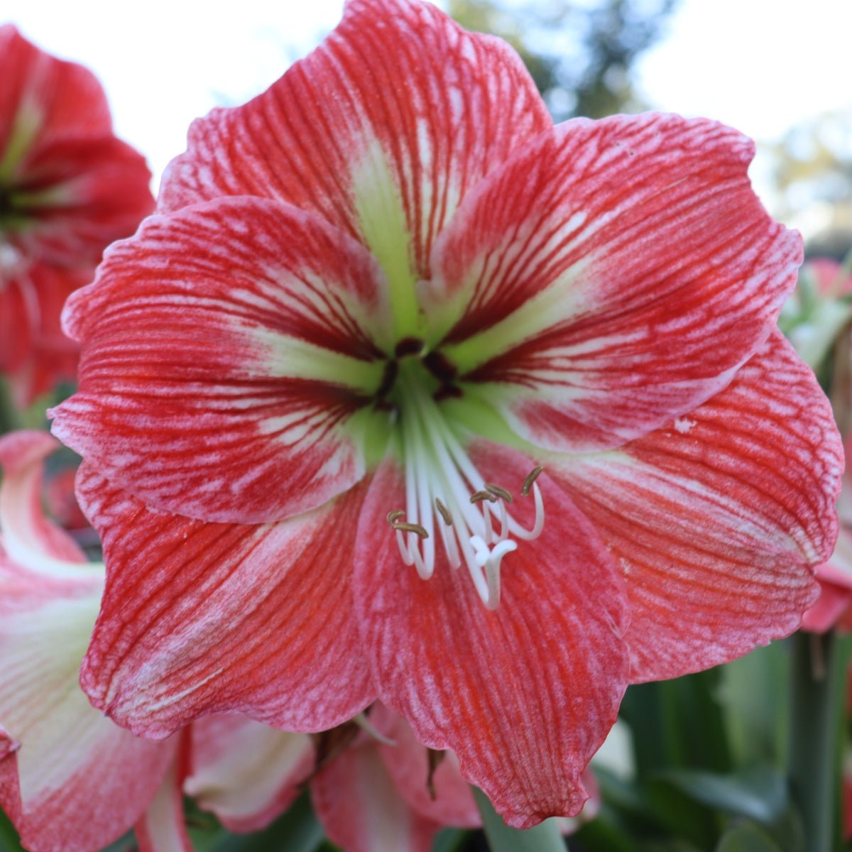 Party Crasher - Hippeastrums | Amaryllis | Hippeastrum x hybridum - Oldboy&