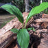 Peace Lily | Spathiphyllum Sensation - Oldboy&