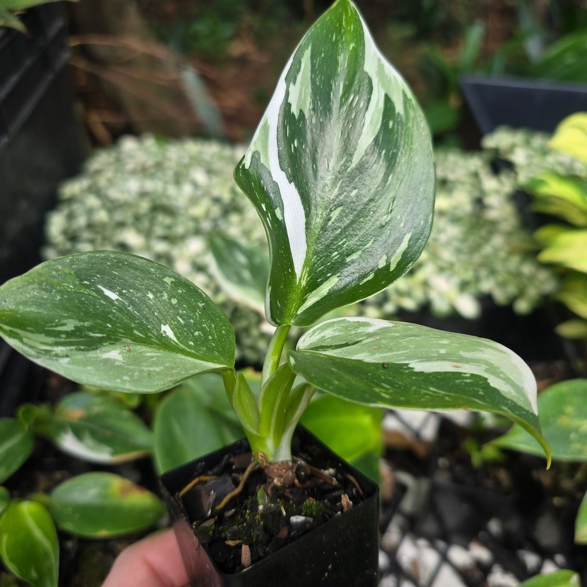 Philodendron Erubescens - &