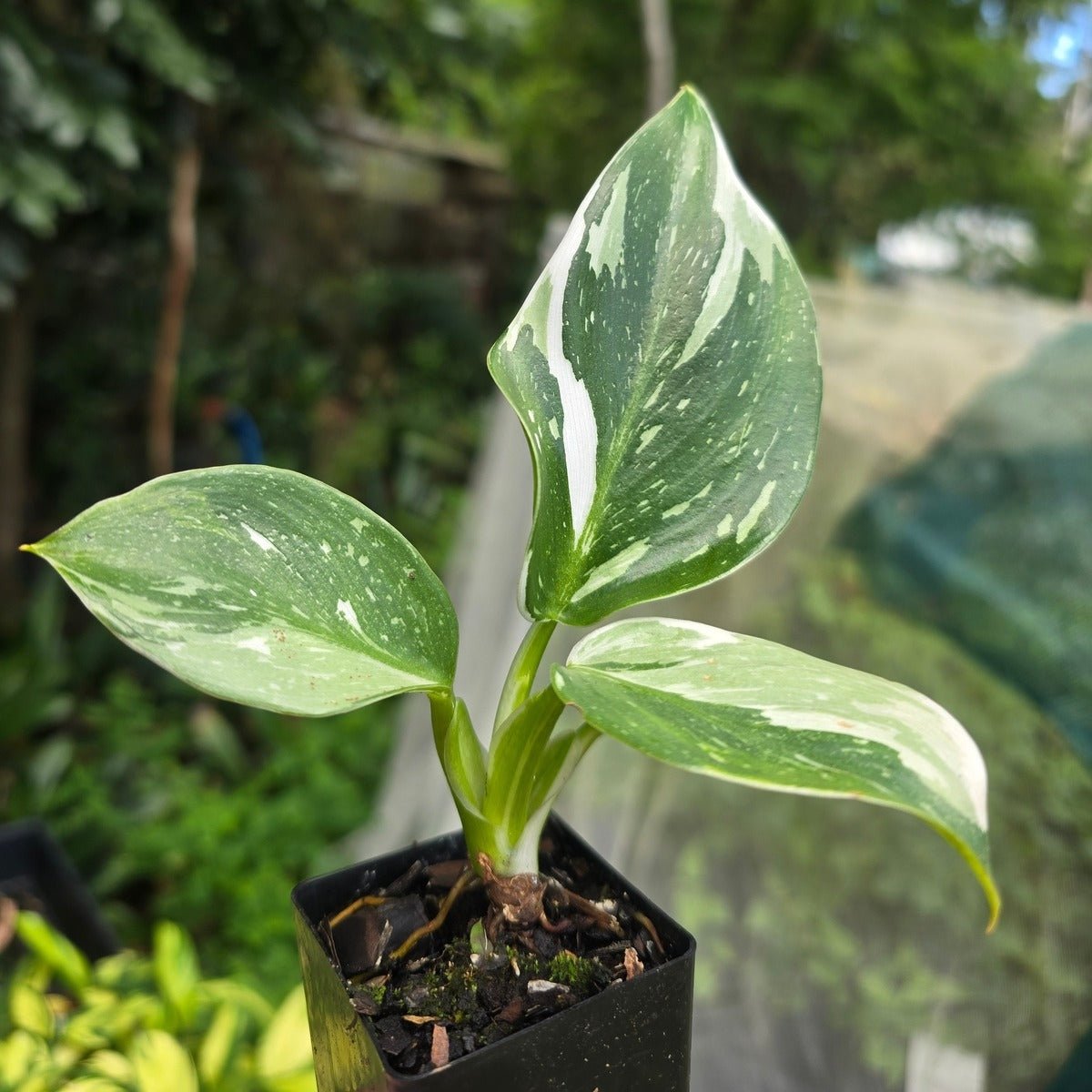 Philodendron Erubescens - &