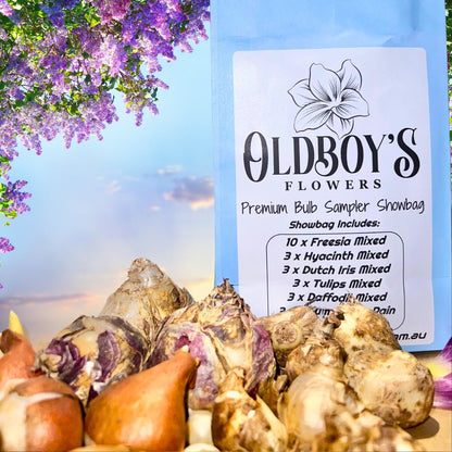 Premium Bulb Sampler Showbag - Oldboy&