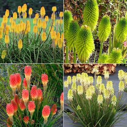 Red Hot Poker - Kniphofia Uvaria - Oldboy&