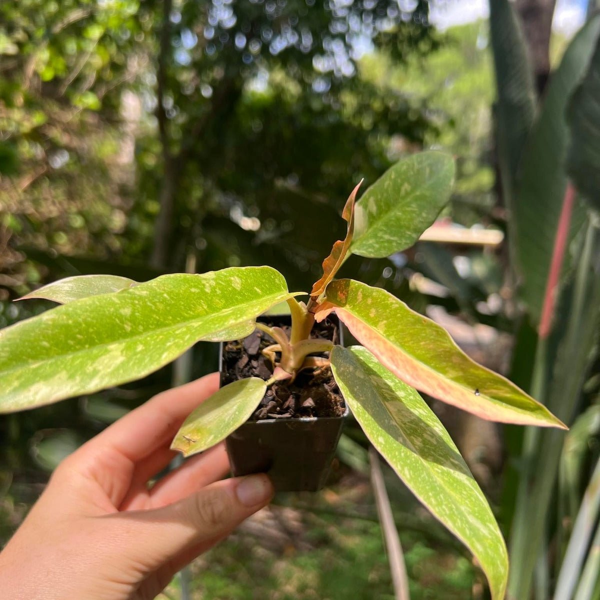 Ring Of Fire | Philodendron - Bipinnatifidum - Oldboy&