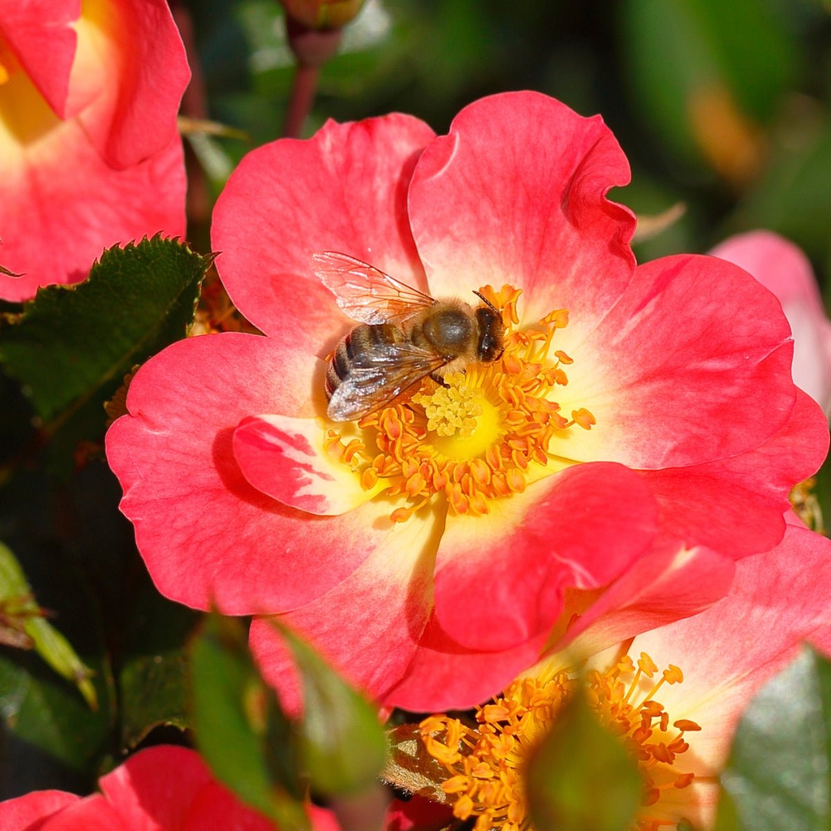 Rose - Bees Paradise BiColour® – Oldboy's Flowers