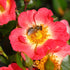 Rose - Bees Paradise BiColour® - Pre-Order - Oldboy&