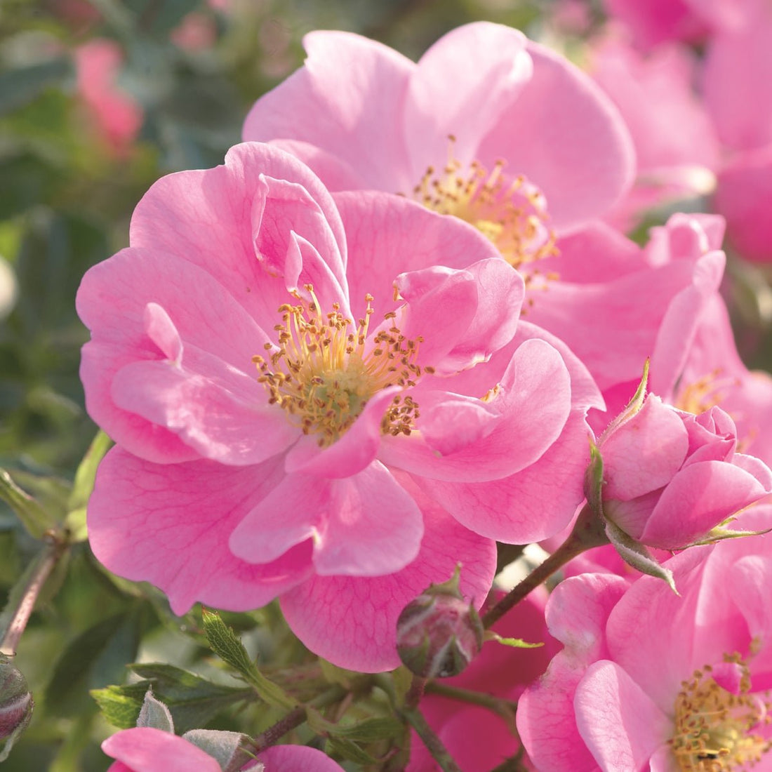 Rose - Bees Paradise Pink® - Pre-Order - Oldboy&