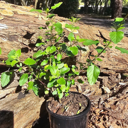 Salvia Microphylla | Hot Lips - Oldboy&