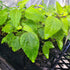 Salvia x guaranitica | Honeyeater Falls - Oldboy&