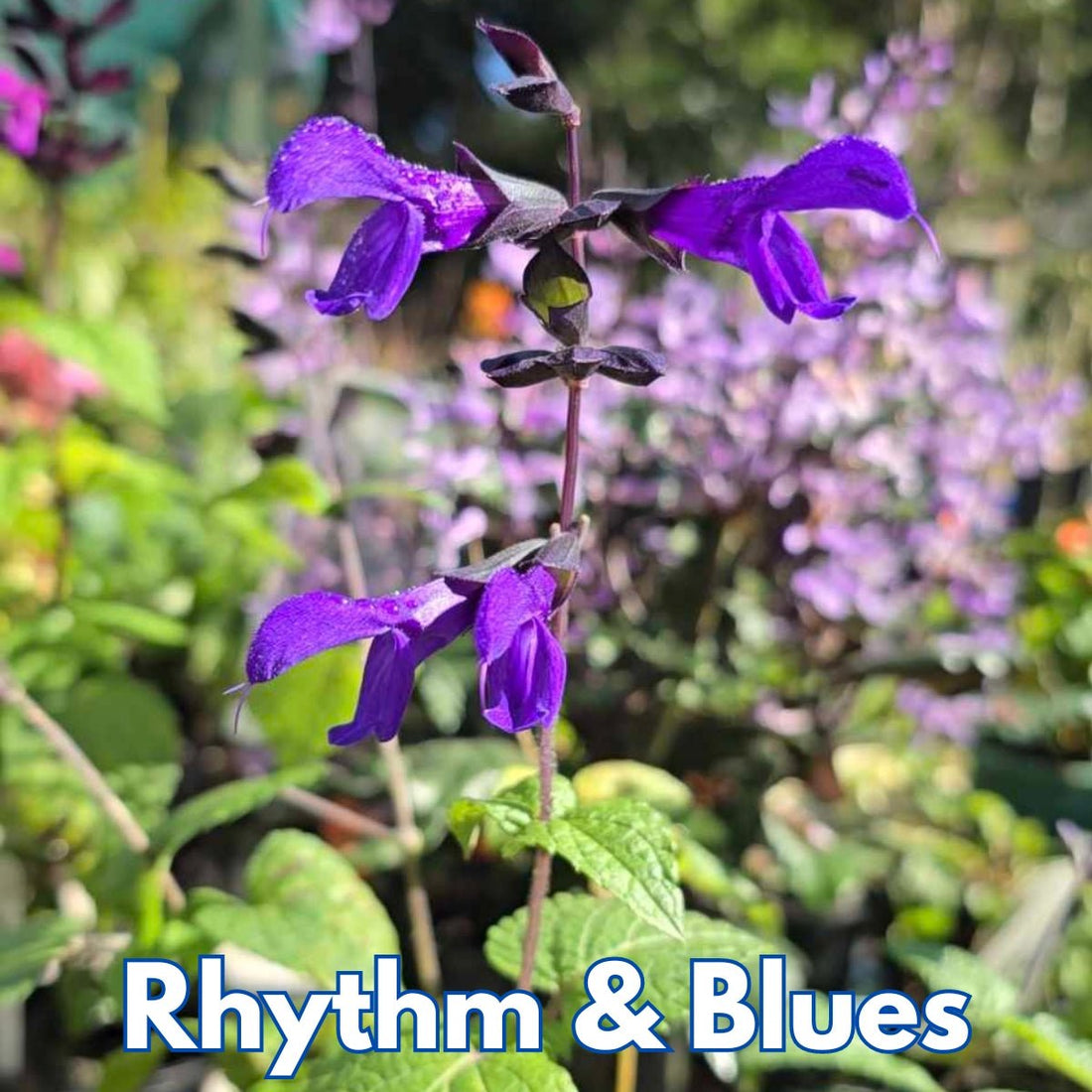 Salvia x guaranitica | Rhythm &amp; Blues - Oldboy&