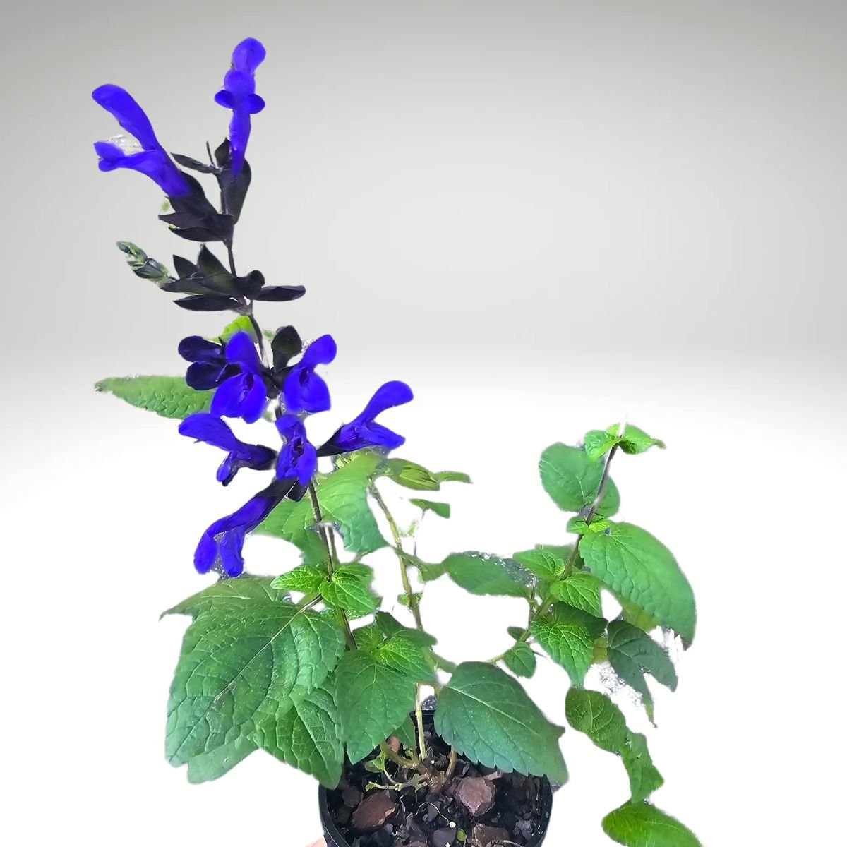 Salvia x guaranitica Rhythm & Blues - Vibrant Blue flowers – Oldboy's ...