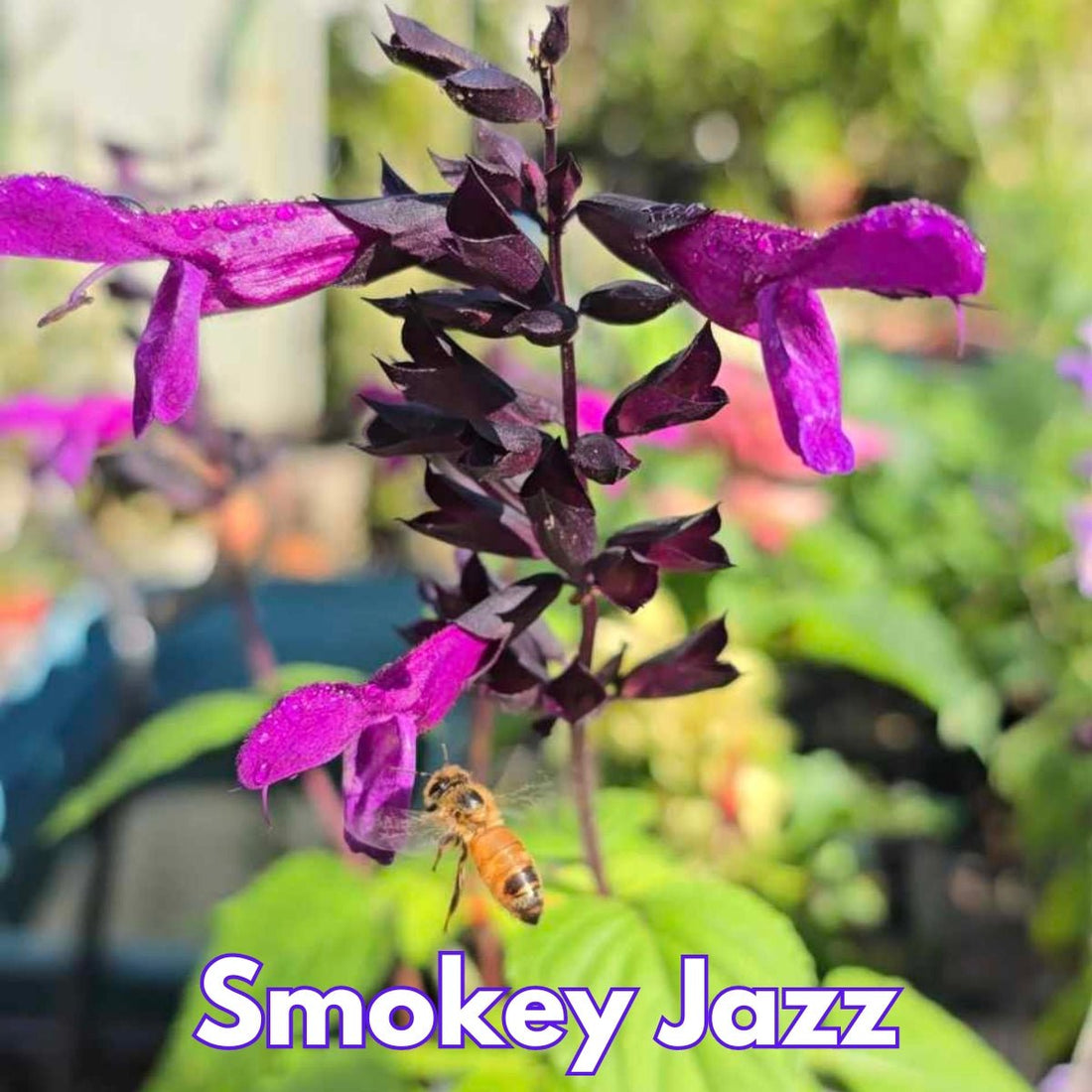 Salvia x Guaranitica | Smokey Jazz - Oldboy&