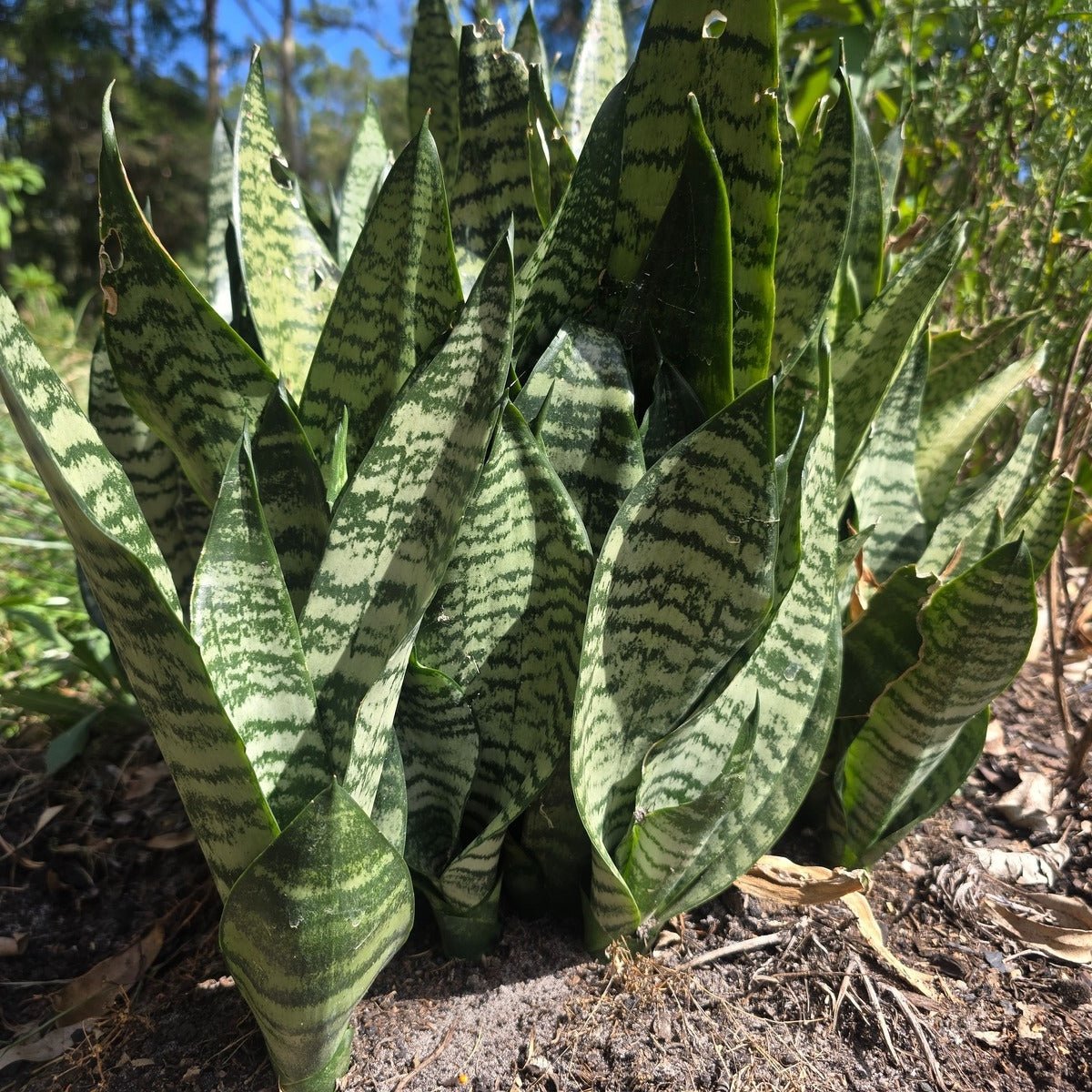 Sansevieria – Snake Plant - Mother In Laws Tongue - trifasciata - Oldboy&