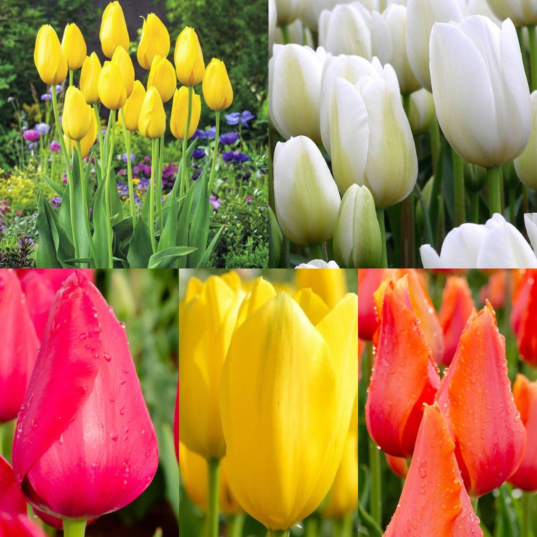 Single Late Tulip Mix (Tulipa hybrida) – Stunning Late - Season Blooms - Oldboy&