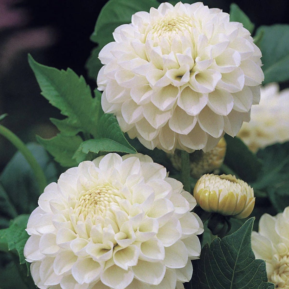 Snowy - Dahlia Hybrid - Oldboy&