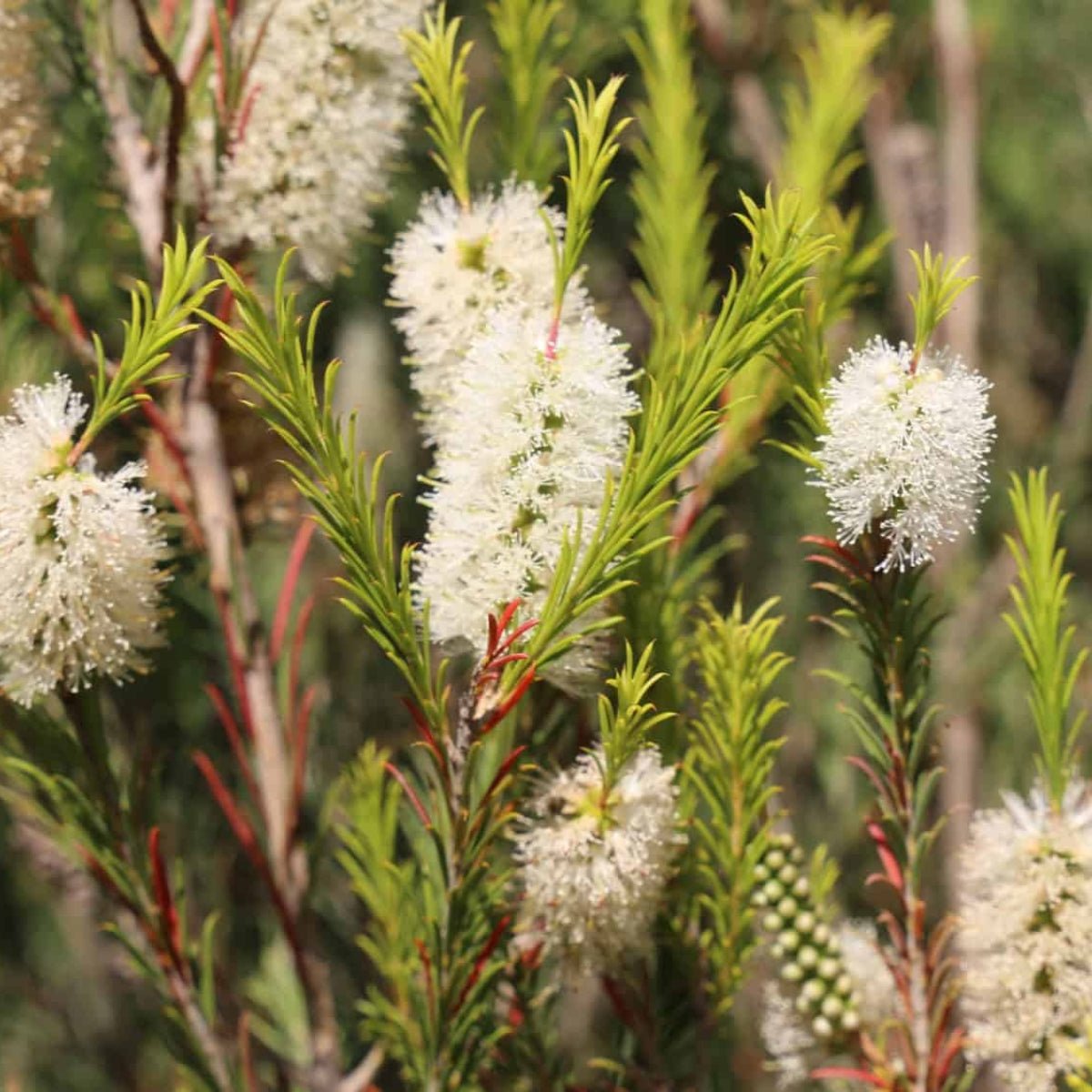 Space Saver™ Melaleuca armillaris &