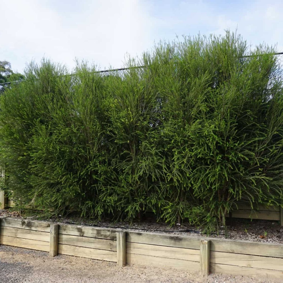 Space Saver™ Melaleuca armillaris &