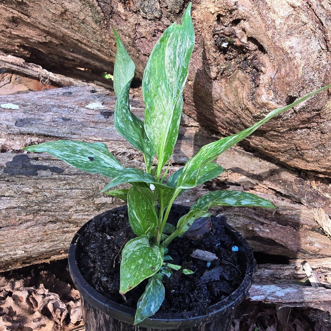 Spathiphyllum - Peace Lily - Domino - Variegated - Oldboy&