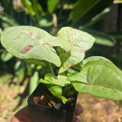 Syngonium ‘Confetti’ – Unique Variegated Arrowhead Plant - Oldboy&