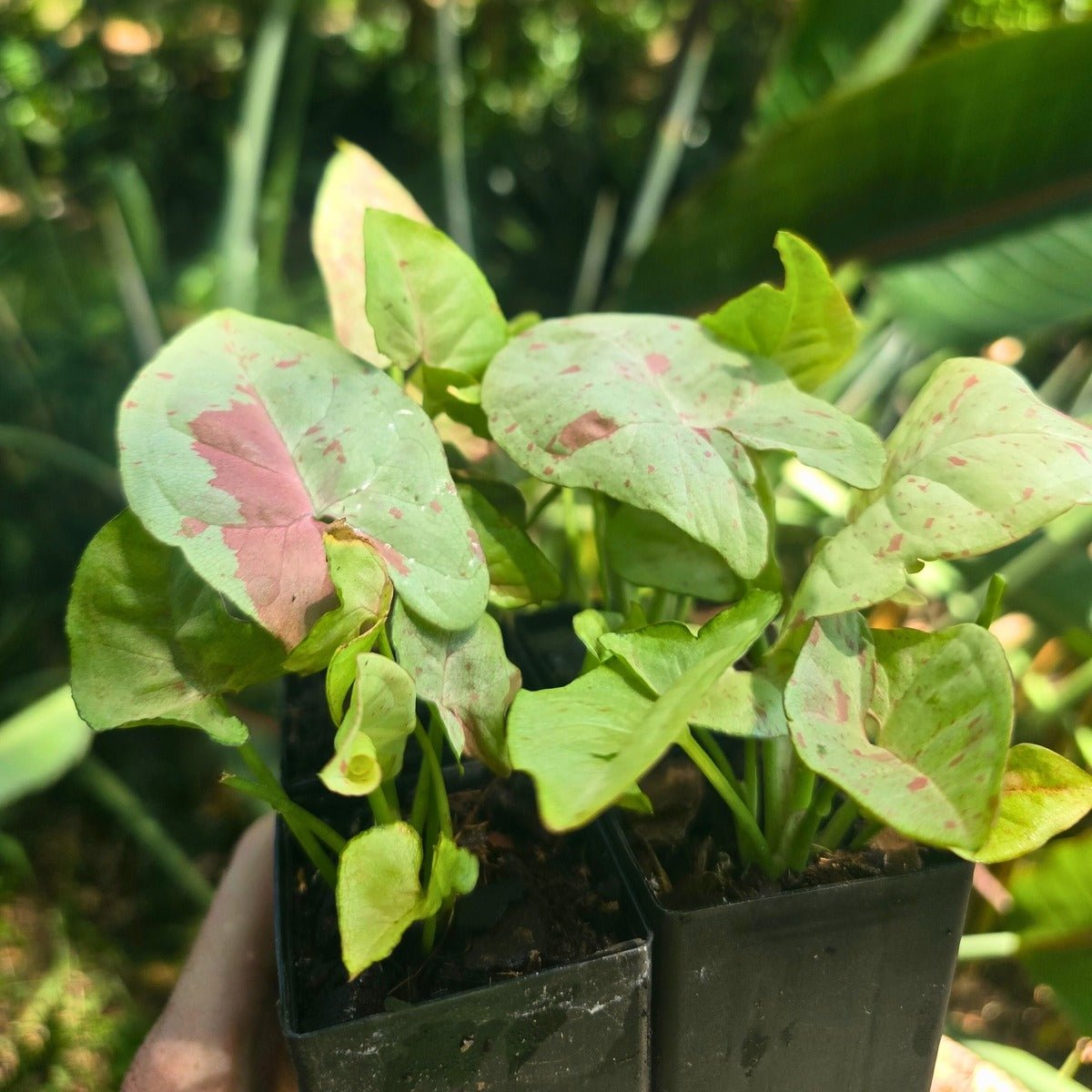 Syngonium ‘Confetti’ – Unique Variegated Arrowhead Plant - Oldboy&