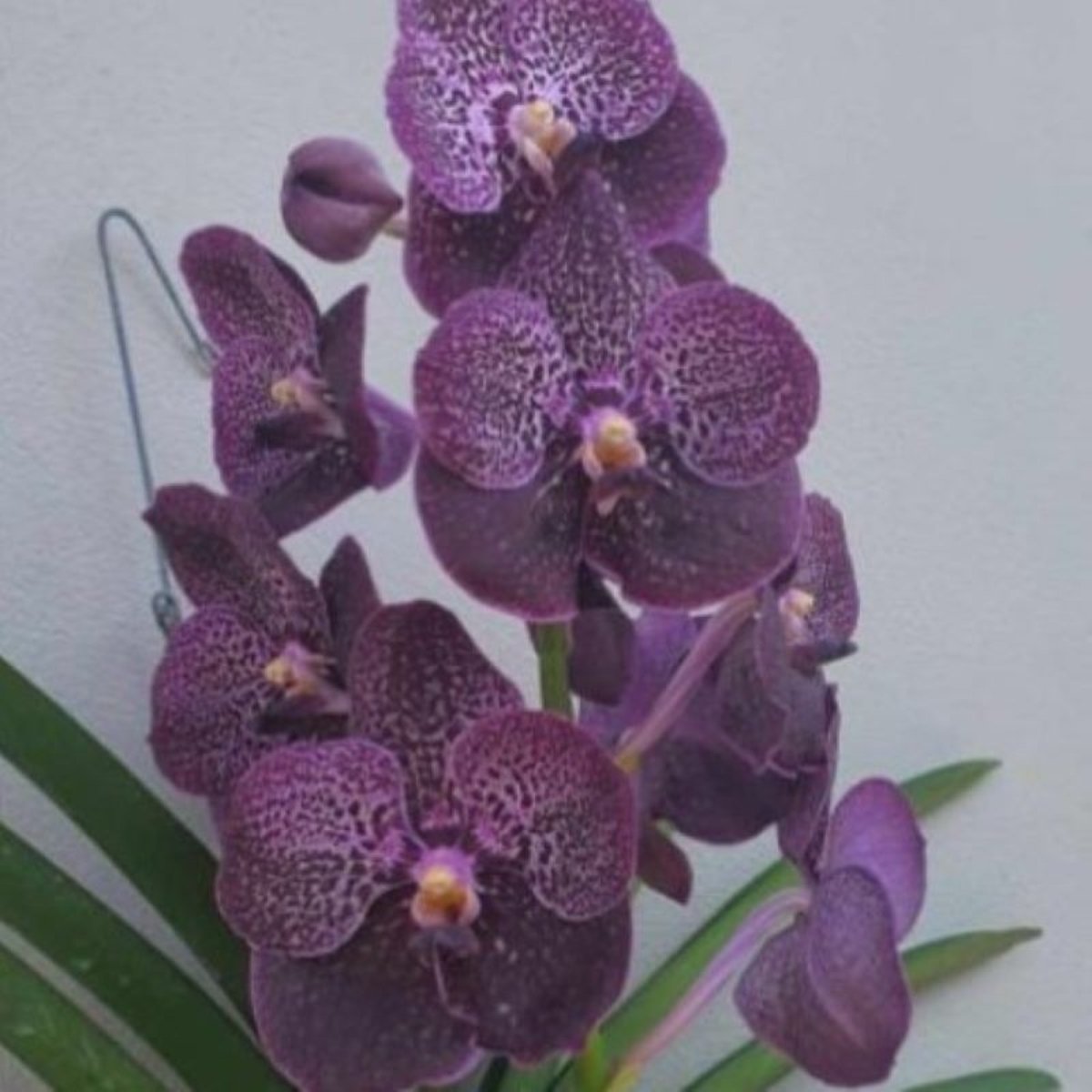 Vanda Orchid – Vibrant, Exotic Blooms | Vanda spp. - Oldboy&