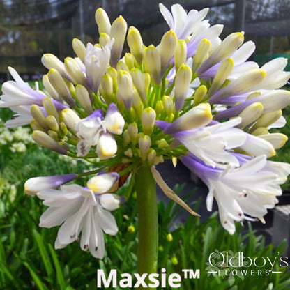 Agapanthus - Oldboy&