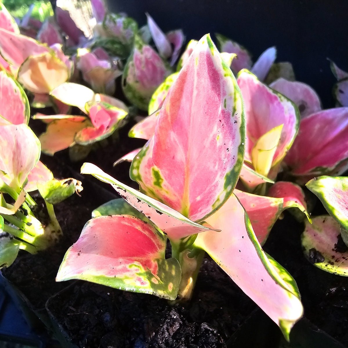 Buy Aglaonema 'Lucky Red' | 50mm Potted Plants Online – Oldboy's Flowers