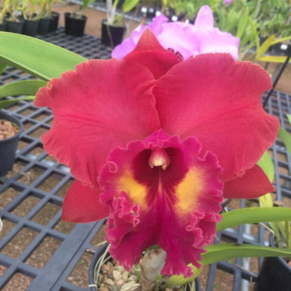 Cattleya Orchid - Oldboy&