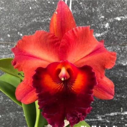 Cattleya Orchid - Oldboy&