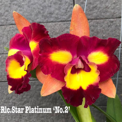 Cattleya Orchid - Oldboy&