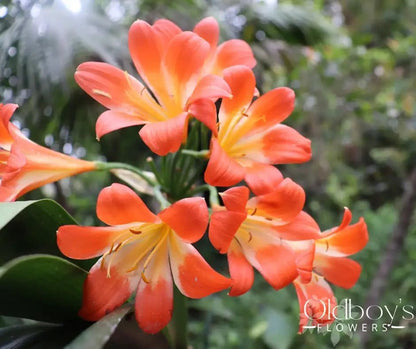 Clivia Berries - Oldboy&