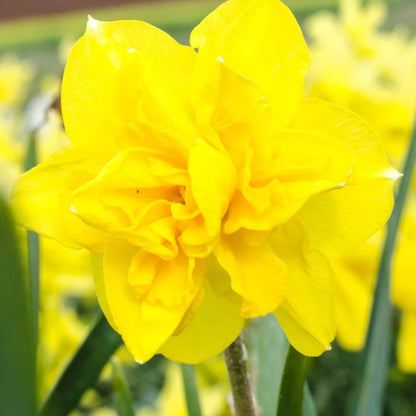 Daffodils - Oldboy&