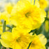 Daffodils - Oldboy&