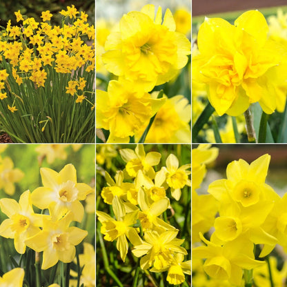 Daffodils - Oldboy&