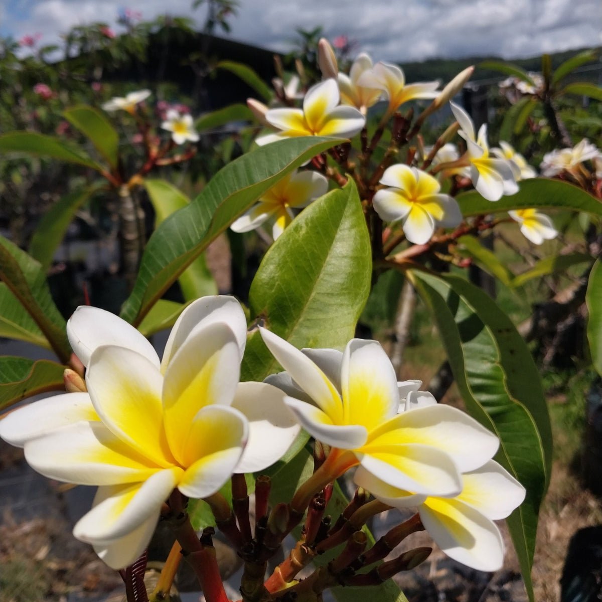 Frangipani | Bare-rooted | Ready To Plant | Oldboy's Flowers