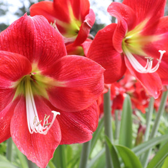 Hippeastrums | Amaryllis | Bulbs | Oldboy's Flowers