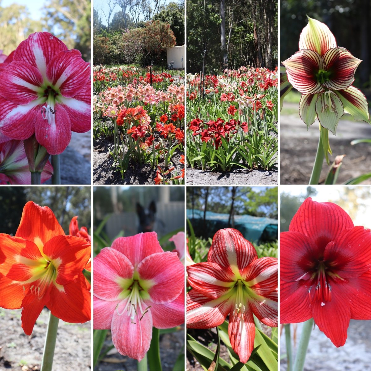 Hippeastrums Amaryllis Bulbs Oldboys Flowers