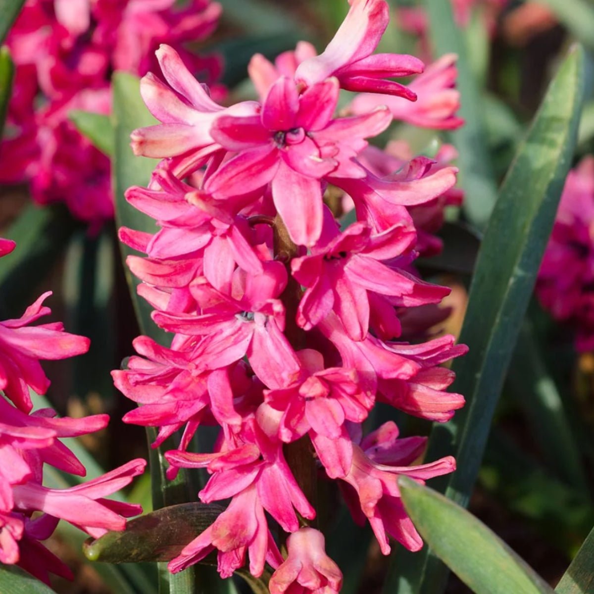 Hyacinths | Bulbs | Corms | Oldboy's Flowers