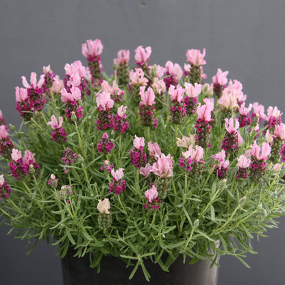 Lavender | Lavandula | Little Posie Pink - Oldboy&