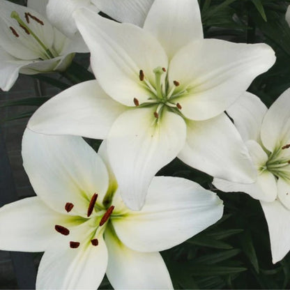 Liliums - Asiatic &amp; LA Hybrids - Oldboy&